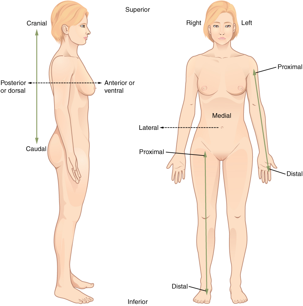 Relative location in the anatomical position