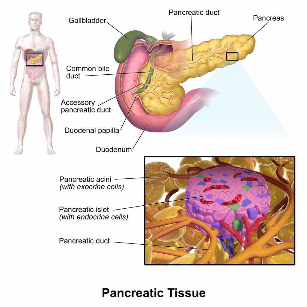 Pancreatic islets or islets of Langerhans