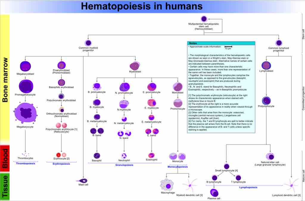 Hematopoiesis in Humans