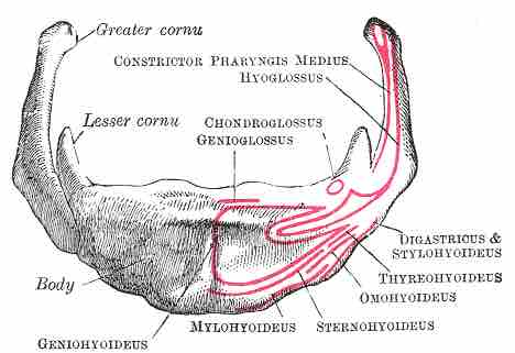 Hyoid Bone