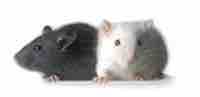 Genetically manipulated mice
