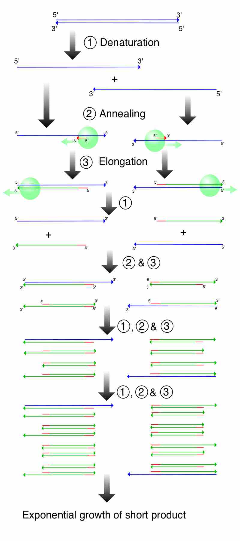 The Steps of PCR