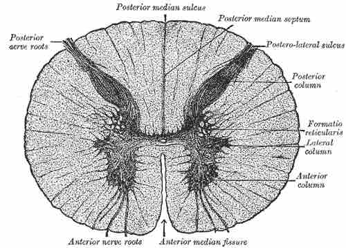 A cross-section of the spinal cord at the mid-thoracic level