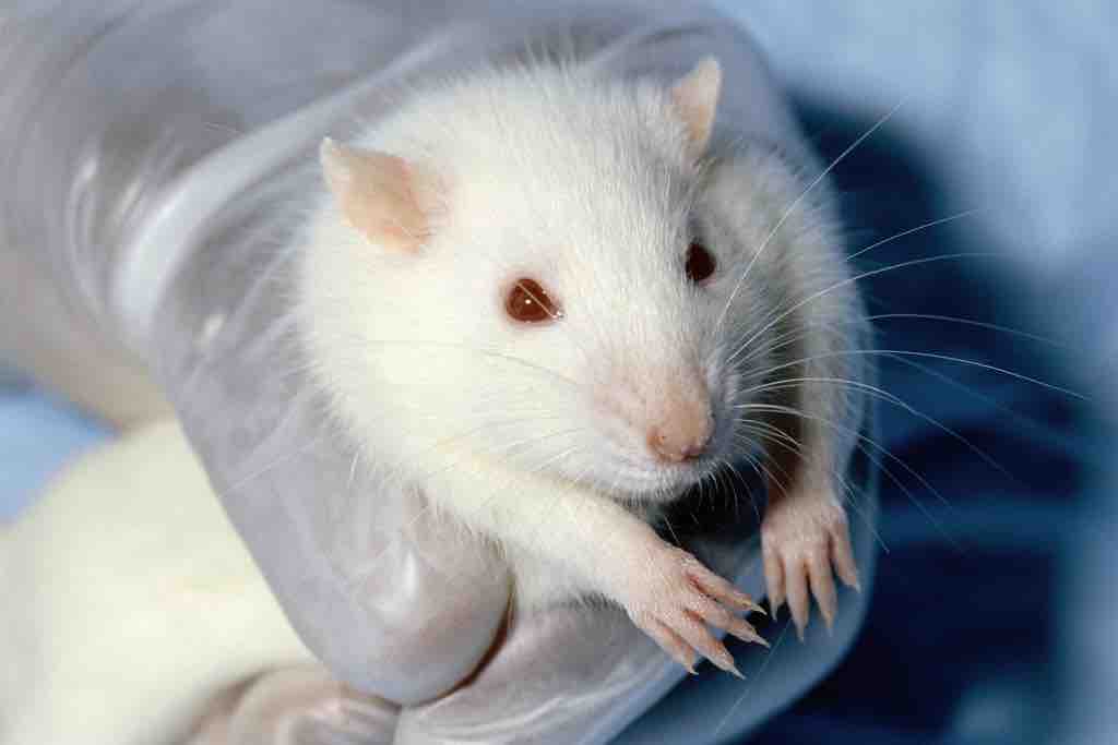 A white laboratory rat