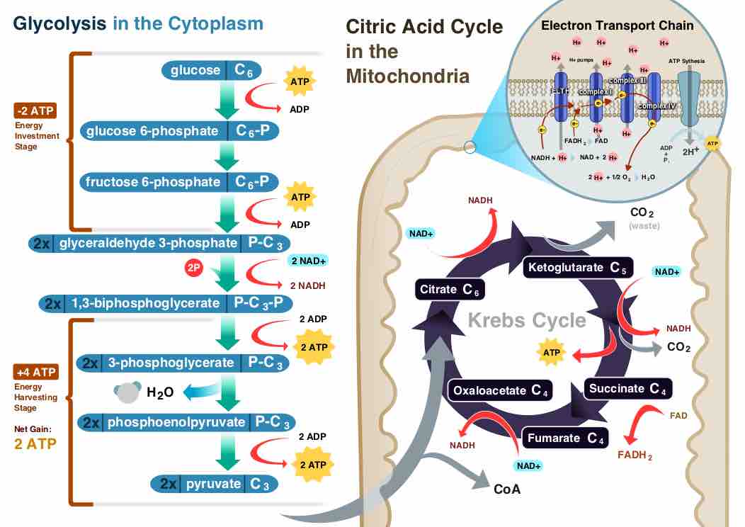 Overview of Cellular Respiration