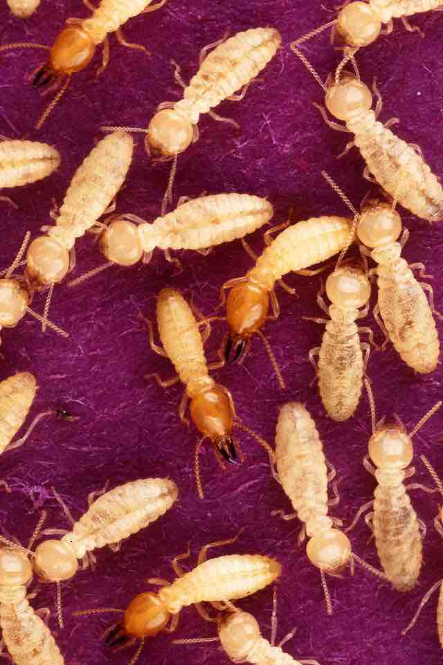 Methanogenic Bacteria in Termites