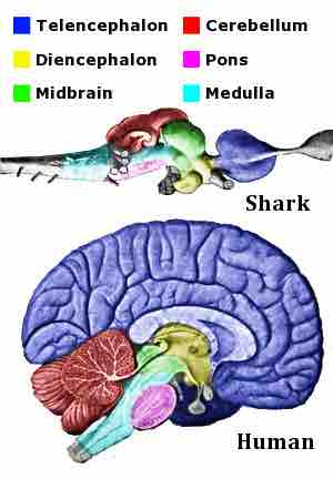 Human and shark brains