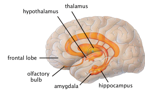 The limbic system