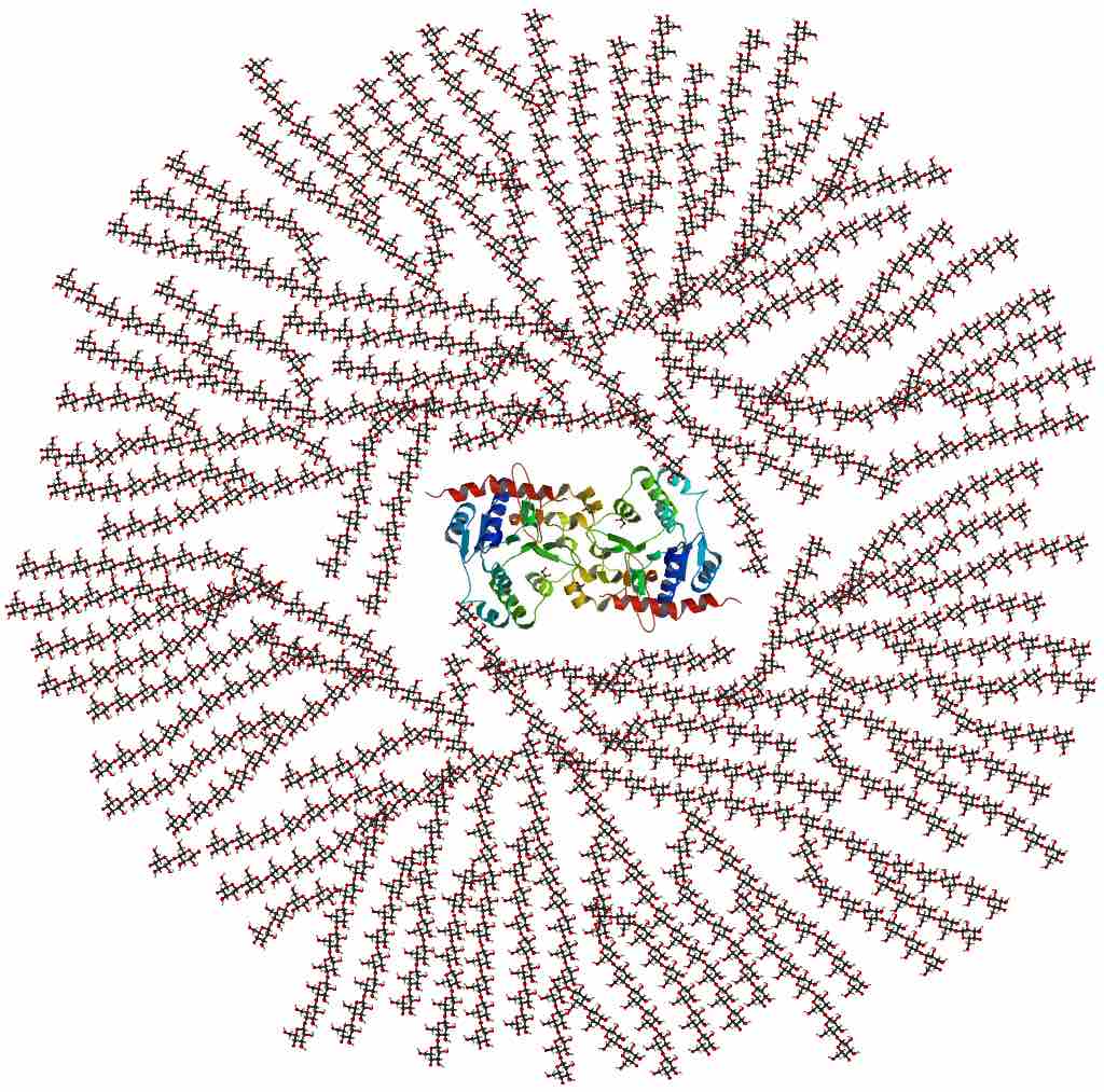 Glycogen Structure