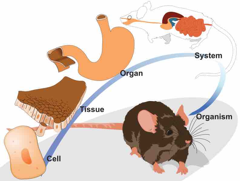 Levels of Organization in Animals