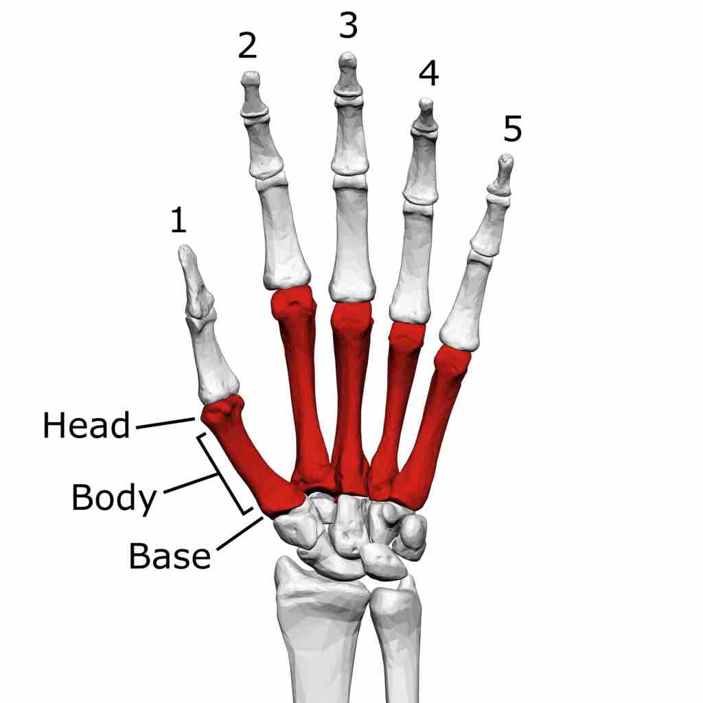 Metacarpal bones of the left hand