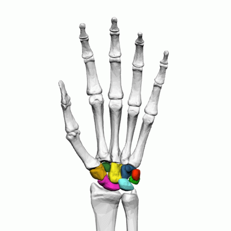 Carpals of the left hand