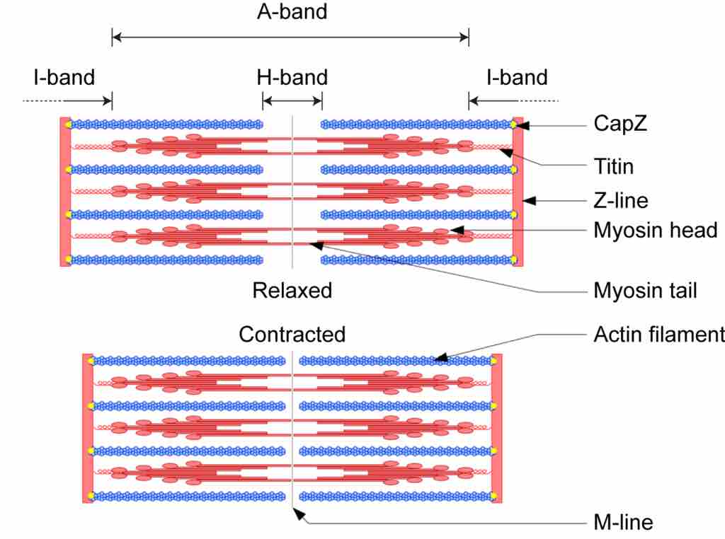 The sarcomere and the sliding filament model of contraction