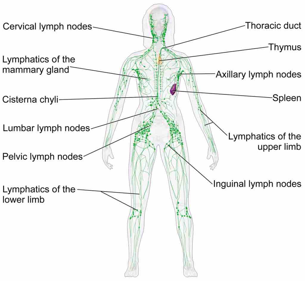 Lymphatic Tissues