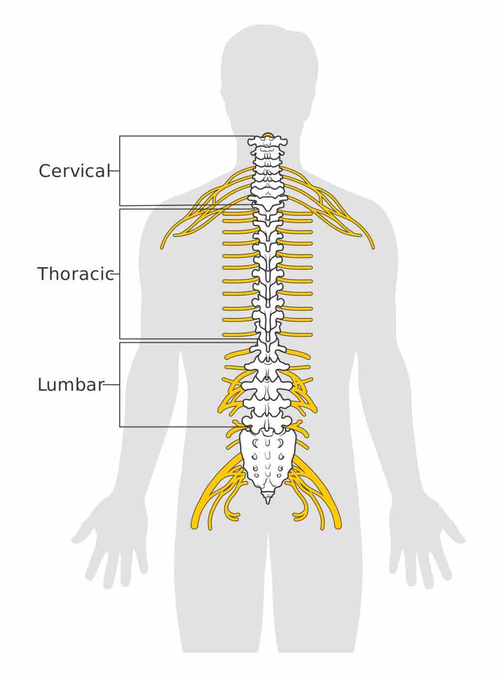 Spinal Cord and Vertebrae.png