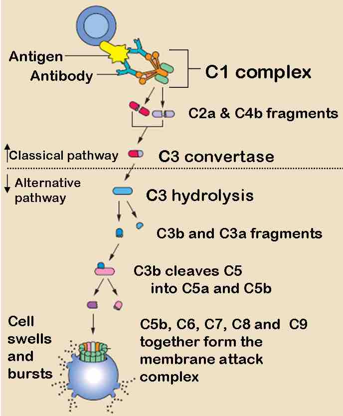 The Classical and Alternative Complement Pathways
