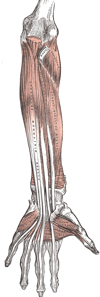 Muscles and tendons of the forearm and hand