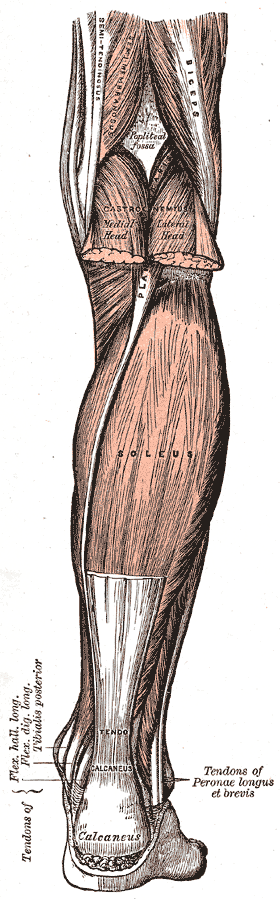 Posterior Compartment of the leg