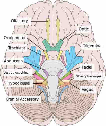 Cranial nerves