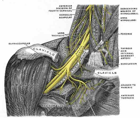 Right brachial plexus