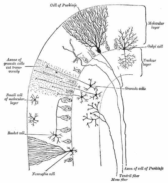 Cerebellum cells