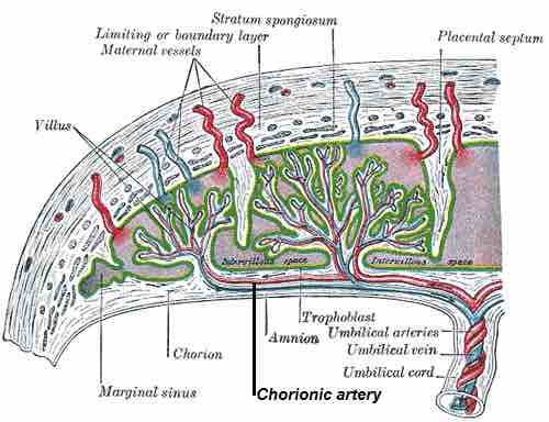 Chorionic artery