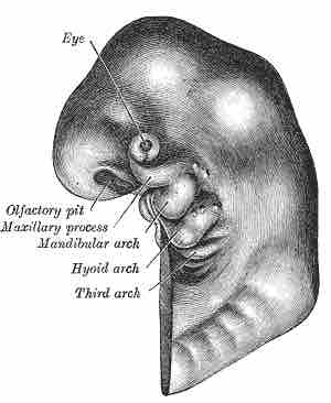 Developing fetus