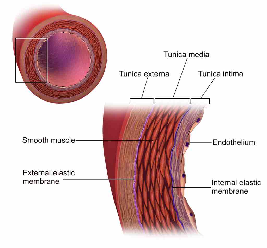 Structure of the Artery Wall