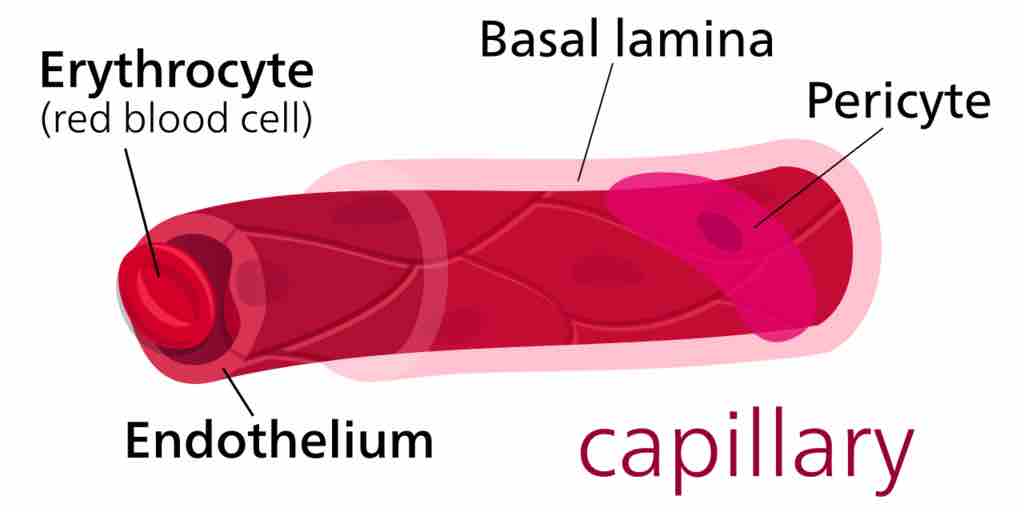Structure of a capillary