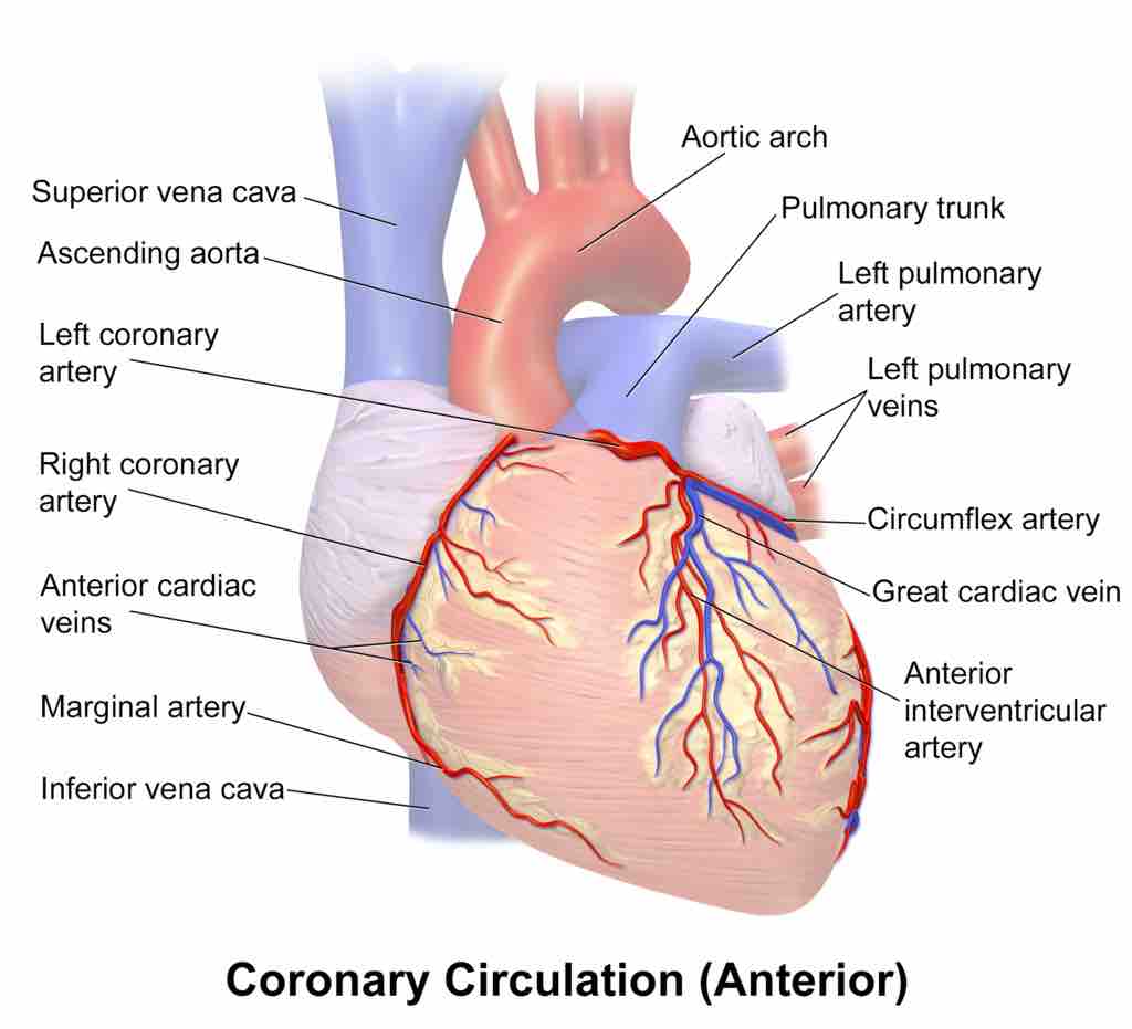 Coronary Circulation