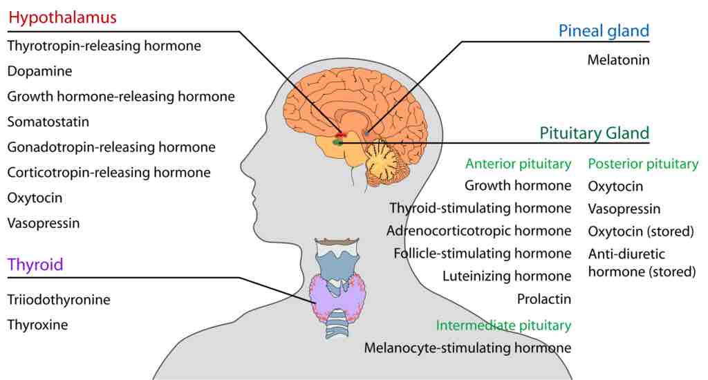 Endocrine glands of the head and neck