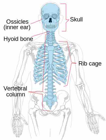 Axial skeleton