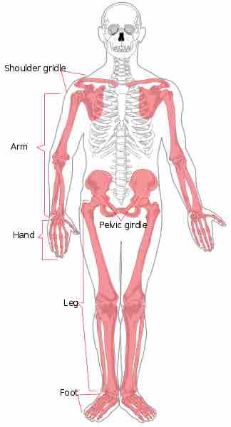 A diagram of the apendicular skeleton