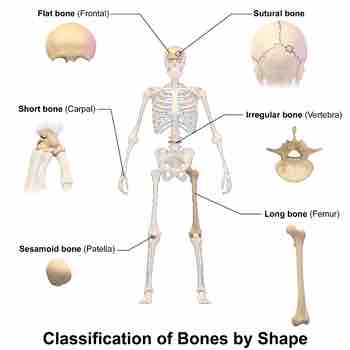 Bone types