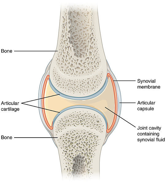 Synovial Joint