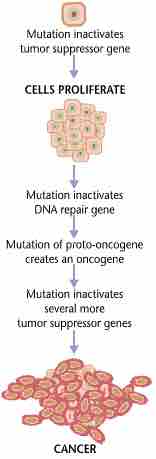 Pathway of cancer development