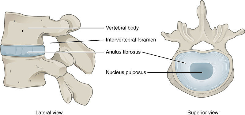 Diagram of Invertebral Disc