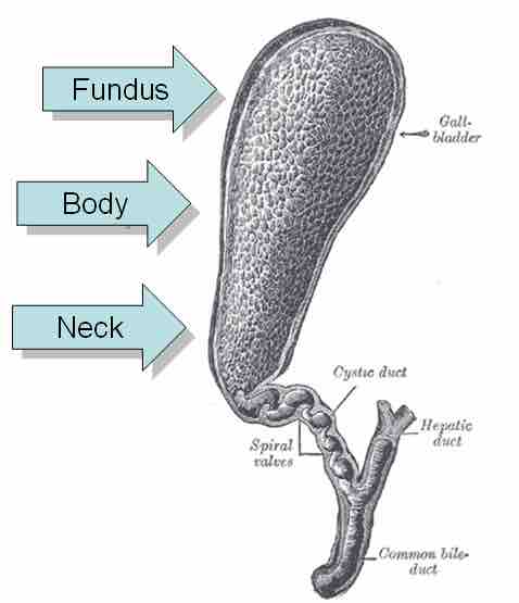 The gallbladder, labeled