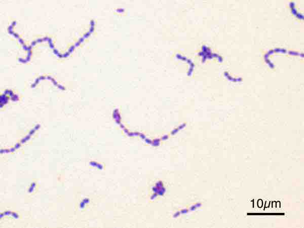 Gram-positive bacteria