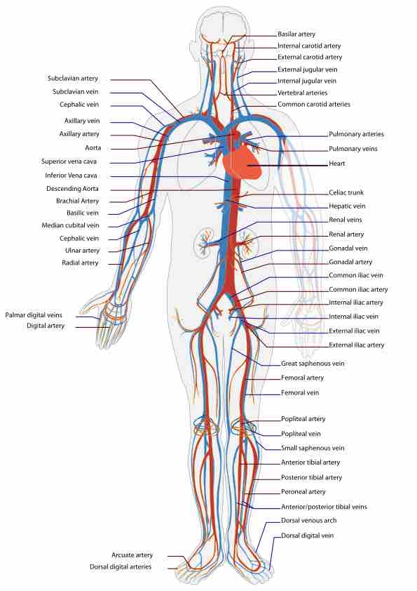 An illustrative overview of the mammalian cardiovascular system