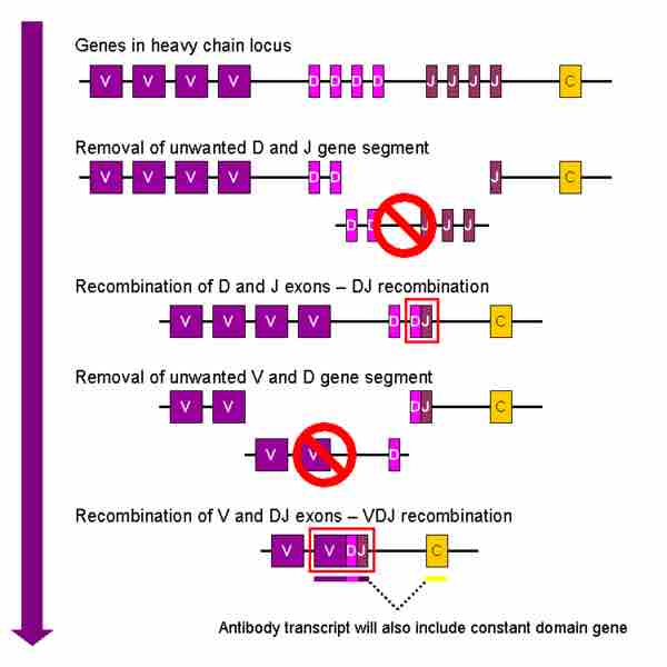 Redistribution within the immunoglobulin (antibody) gene