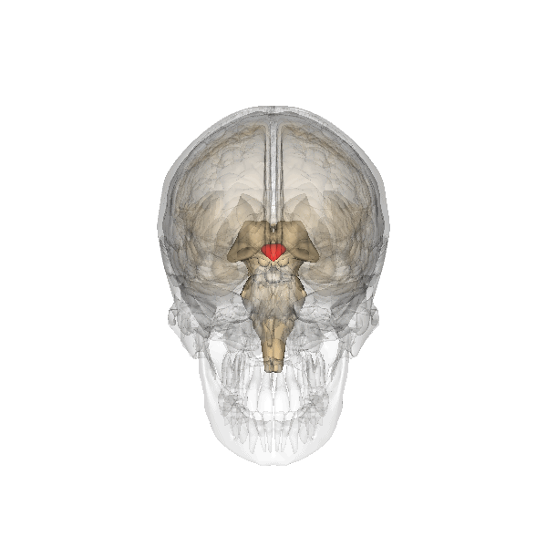 The location of hypothalamus and pituitary