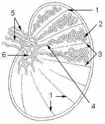 Inside the Human Testes