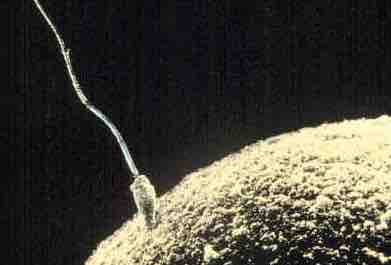 Closeup of Mammalian Fertilization