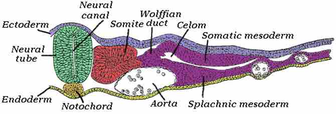 Intermediate mesoderm