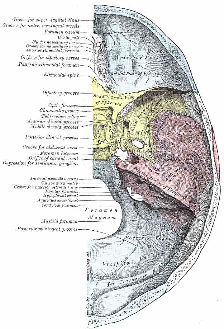 Base of the skull (upper surface)