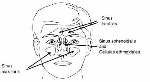 Skull Sinuses
