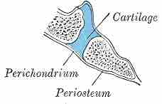 Synchondroses