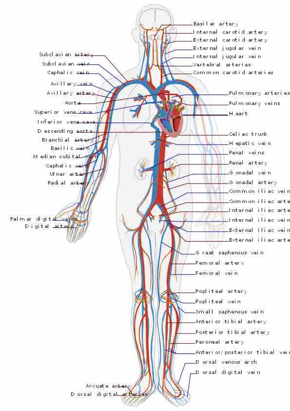 Human circulatory system