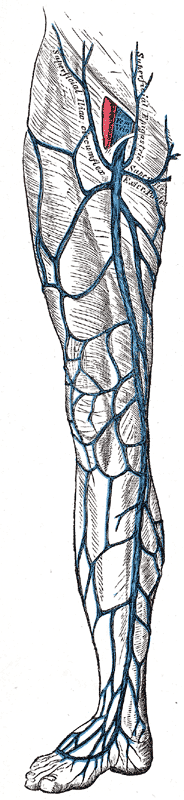 Veins of the lower extremities